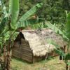 Cabecar indian house made of grass, leaves