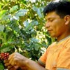 coffee harvest