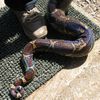 rainbow Boa Constrictor